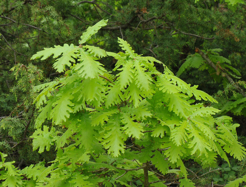 Quercus frainetto (Hungarian oak) (alternate view 5)