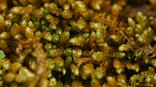Bryoandersonia illecebra (spoon-leaved moss)