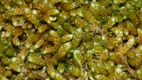 Bryoandersonia illecebra (spoon-leaved moss) (alternate view 2)