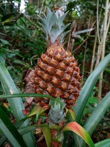 Ananas (alternate view 6)
