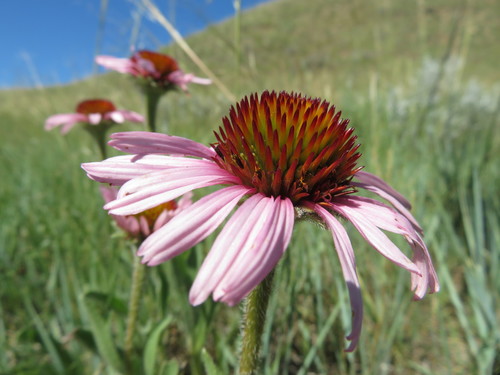Echinacea angustifolia (Narrow-leaved Coneflower)