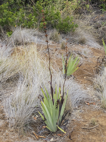 Sisyrinchium striatum (pale yellow-eyed grass)