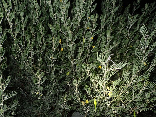 Senna artemisioides (silver senna) (alternate view 10)