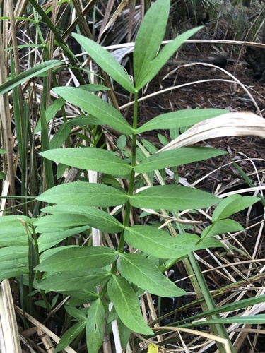 Sium suave (water parsnip)