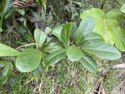Cordia (alternate view 3)