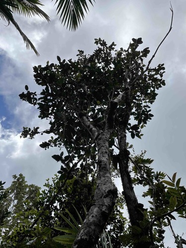 Tabebuia (Trumpet trees) (alternate view 7)