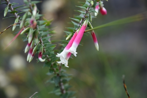 Epacris longiflora (Fuchsia Heath) (alternate view 5)