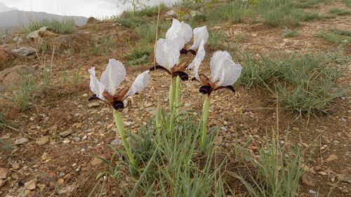 Iris paradoxa (paradoxical iris) (alternate view 2)