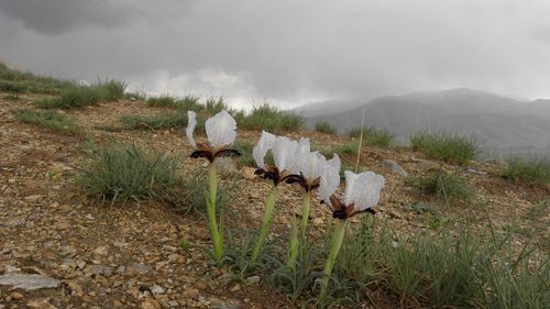 Iris paradoxa (paradoxical iris) (alternate view 3)