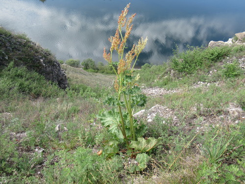 Rheum rhabarbarum (Rhubarb)