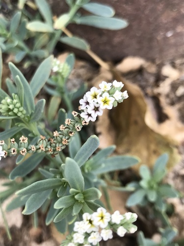 Heliotropium curassavicum (alkali heliotrope)