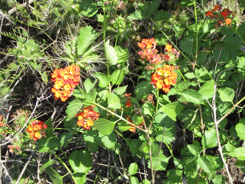 Lantana urticoides (Texas lantana) (alternate view 3)