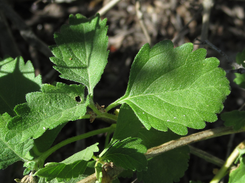 Lantana urticoides (Texas lantana) (alternate view 2)
