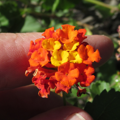 Lantana urticoides (Texas lantana)
