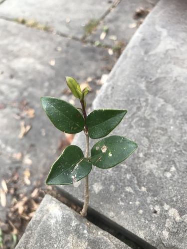 Ligustrum japonicum (Waxleaf Privet) (alternate view 5)