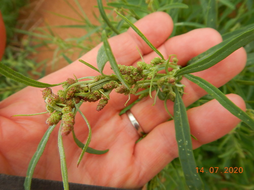 Atriplex littoralis (Grass-leaved Orache)