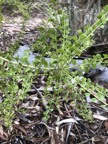 Acacia acinacea (Round-leaf Wattle) (alternate view 7)