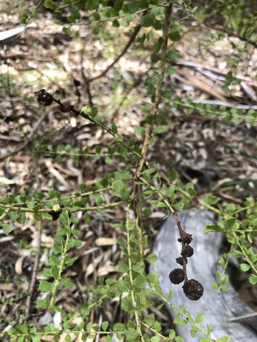 Acacia acinacea (Round-leaf Wattle) (alternate view 8)