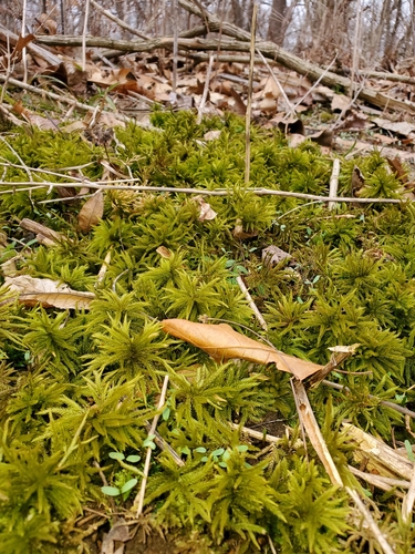 Climacium americanum (American Tree Moss) (alternate view 4)