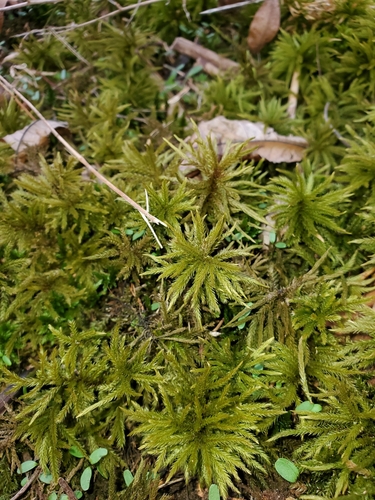 Climacium americanum (American Tree Moss) (alternate view 5)