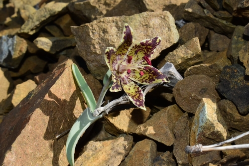 Fritillaria (Fritillaries) (alternate view 5)