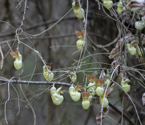 Aristolochia californica (California Dutchman's Pipe) (alternate view 5)