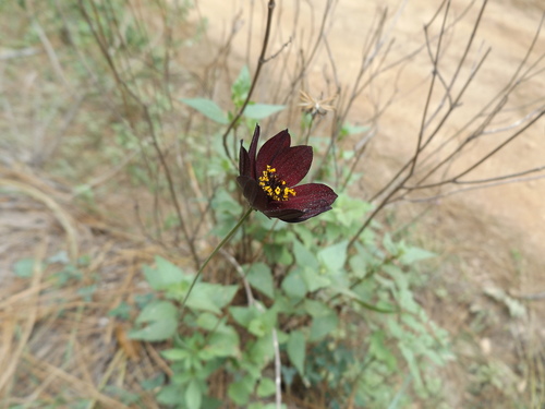 Cosmos atrosanguineus (chocolate cosmos) (alternate view 5)