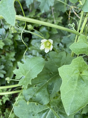 Bryonia cretica (White Bryony)
