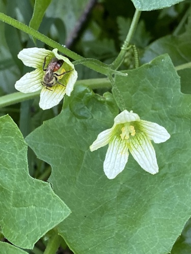 Bryonia cretica (White Bryony)