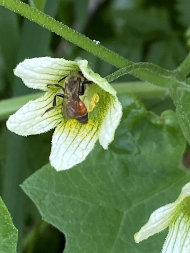 Bryonia cretica (White Bryony)