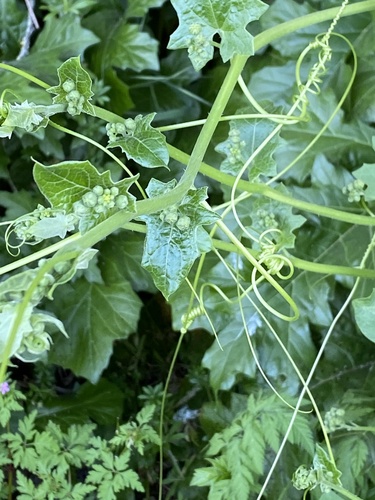 Bryonia cretica (White Bryony)