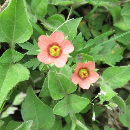 Modiola caroliniana (Bristly Mallow) (alternate view 2)