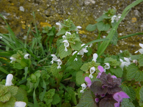 Lamium purpureum (red deadnettle)