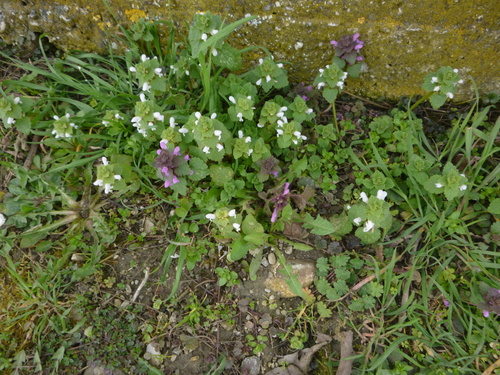 Lamium purpureum (red deadnettle)