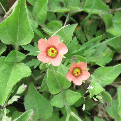 Modiola caroliniana (Bristly Mallow)