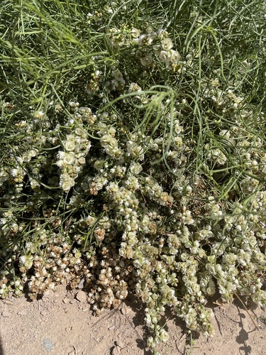 Ambrosia salsola (Cheesebush)