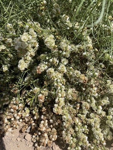 Ambrosia salsola (Cheesebush) (alternate view 2)