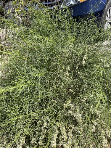 Ambrosia salsola (Cheesebush) (alternate view 3)