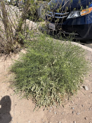 Ambrosia salsola (Cheesebush) (alternate view 4)