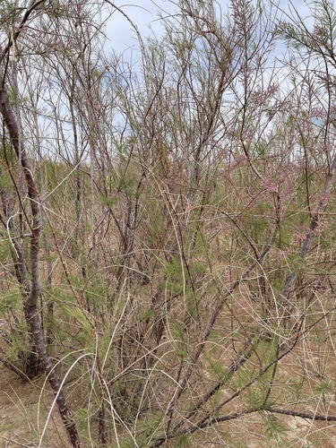 Tamarix (Tamarisks) (alternate view 5)