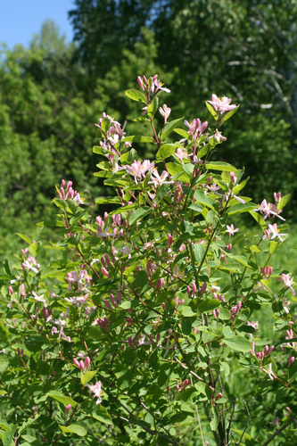 Lonicera tatarica (Tatarian honeysuckle)