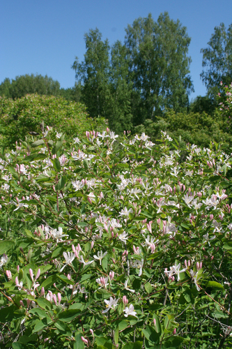 Lonicera tatarica (Tatarian honeysuckle)
