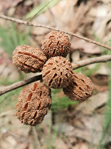 Allocasuarina torulosa (Forest sheoak) (alternate view 9)