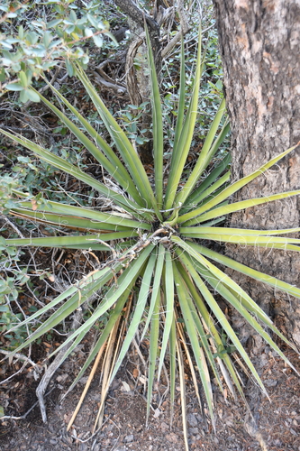 Yucca baccata (Banana Yucca) (alternate view 5)