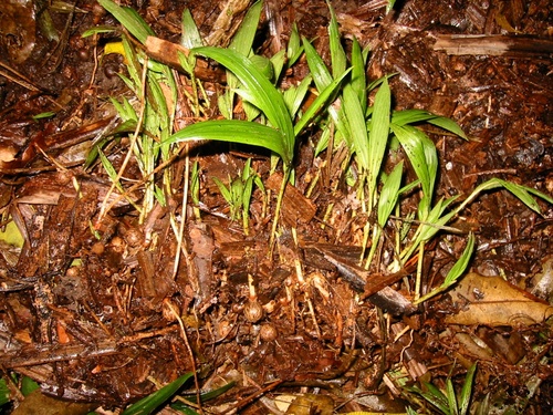 Archontophoenix cunninghamiana (Piccabeen Palm)