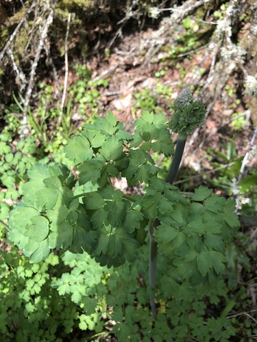 Thalictrum polycarpum (Tall Meadow-rue) (alternate view 3)