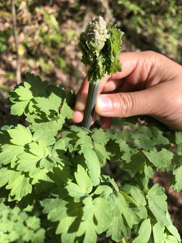 Thalictrum polycarpum (Tall Meadow-rue) (alternate view 4)