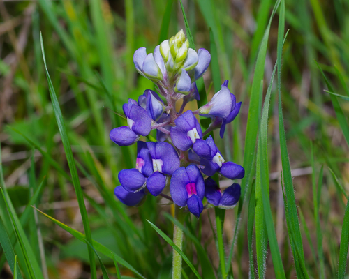 Lupinus texensis (Texas bluebonnet)