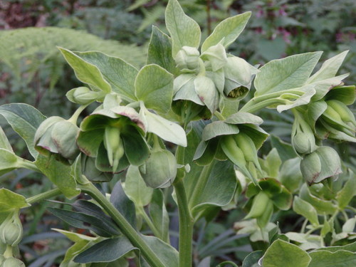 Helleborus foetidus (Stinking hellebore) (alternate view 5)