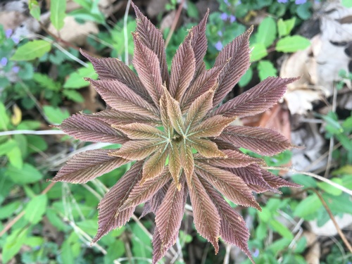 Aesculus glabra (Ohio Buckeye)